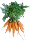 Carrots have a good source of Vitamin A